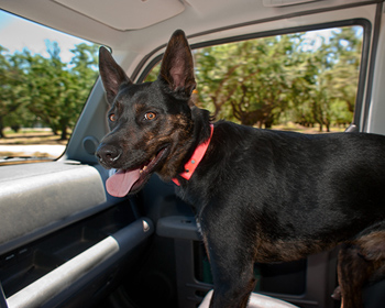 Co-Pilot Marty 